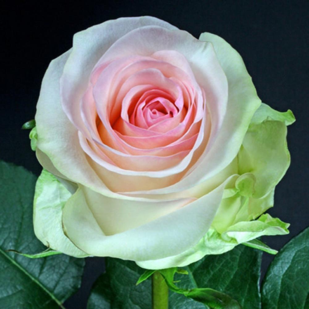 Роза Senorita