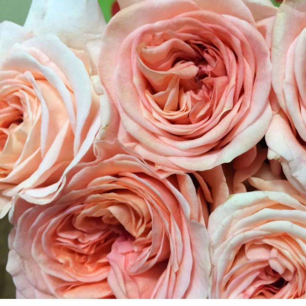 Роза Лондон Ай Фото И Описание – Telegraph