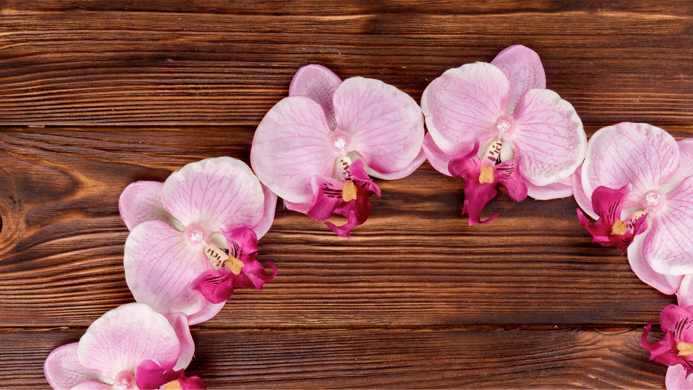 Orchid meaning flower
