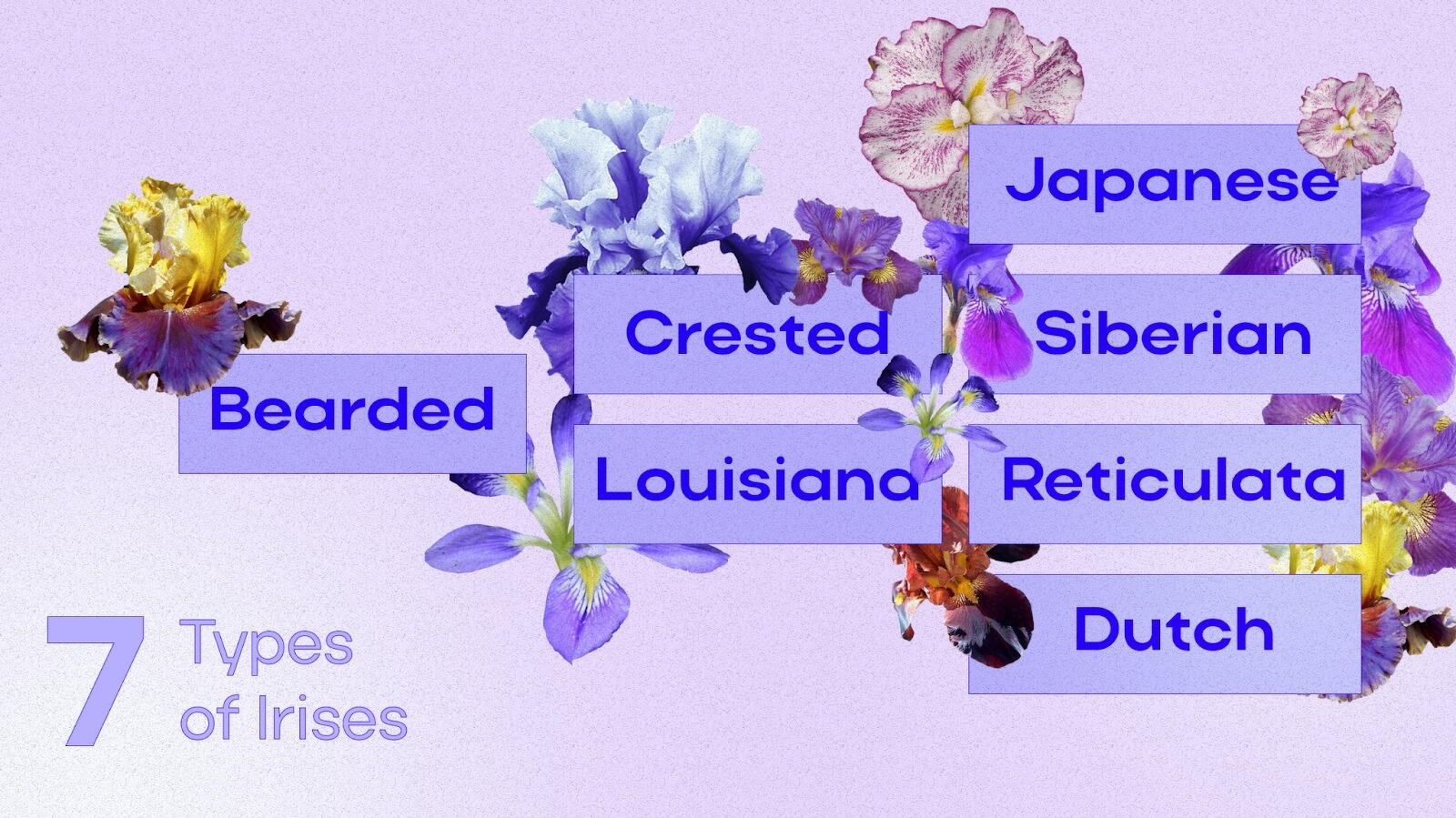 Types of Irises