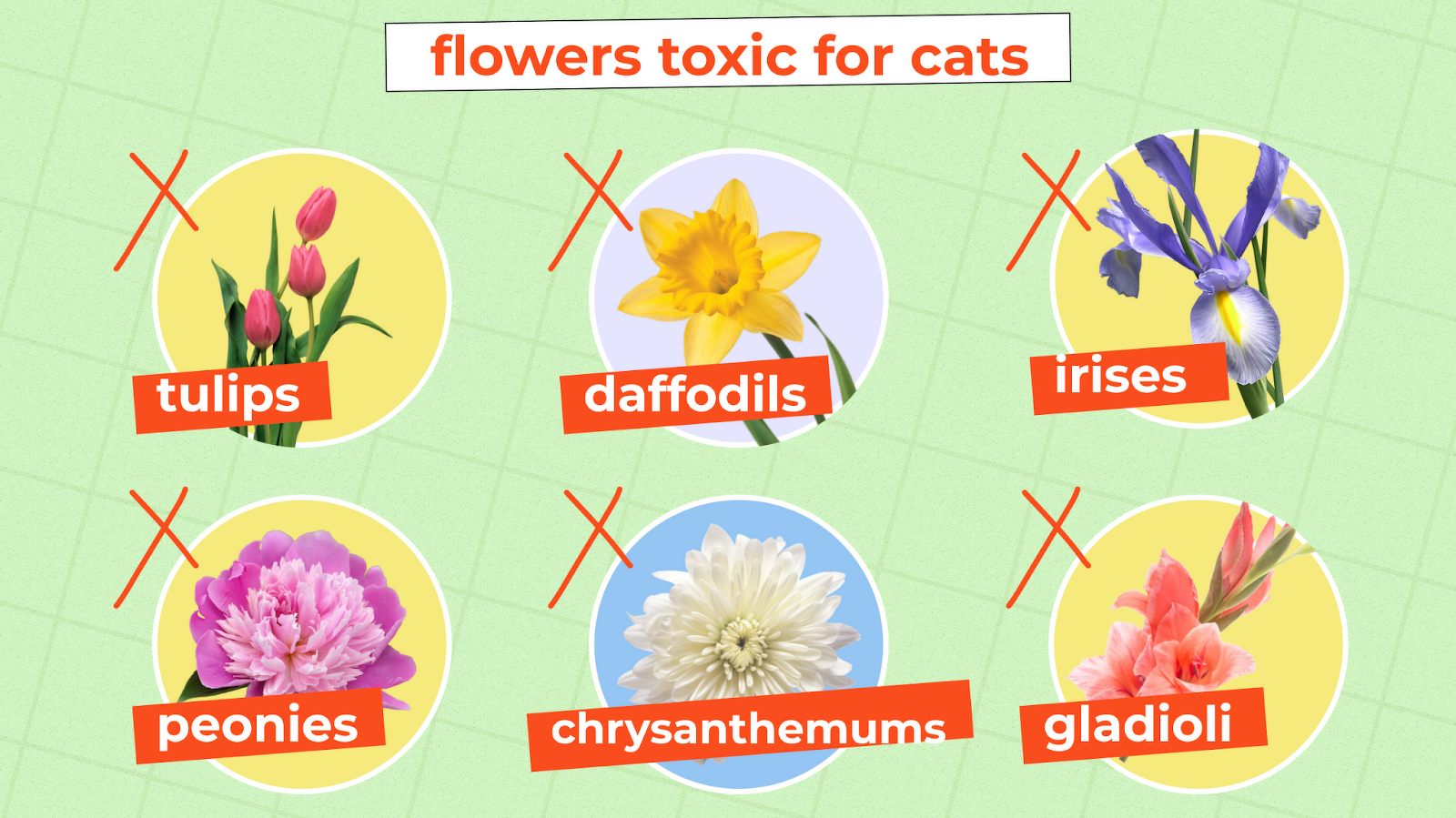 Common Flowers That Are Poisonous to Cats