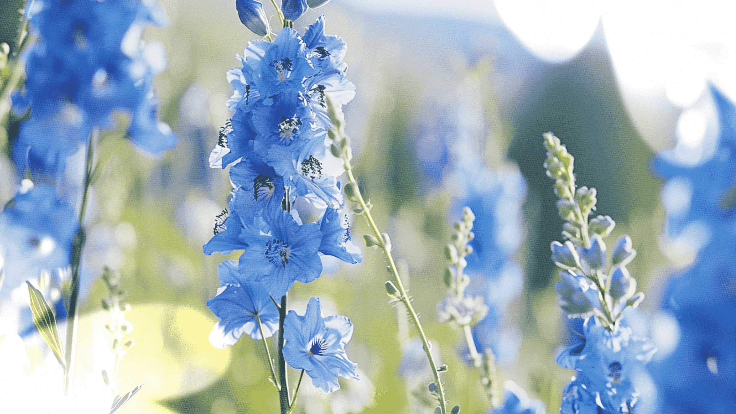 Description of the delphinium