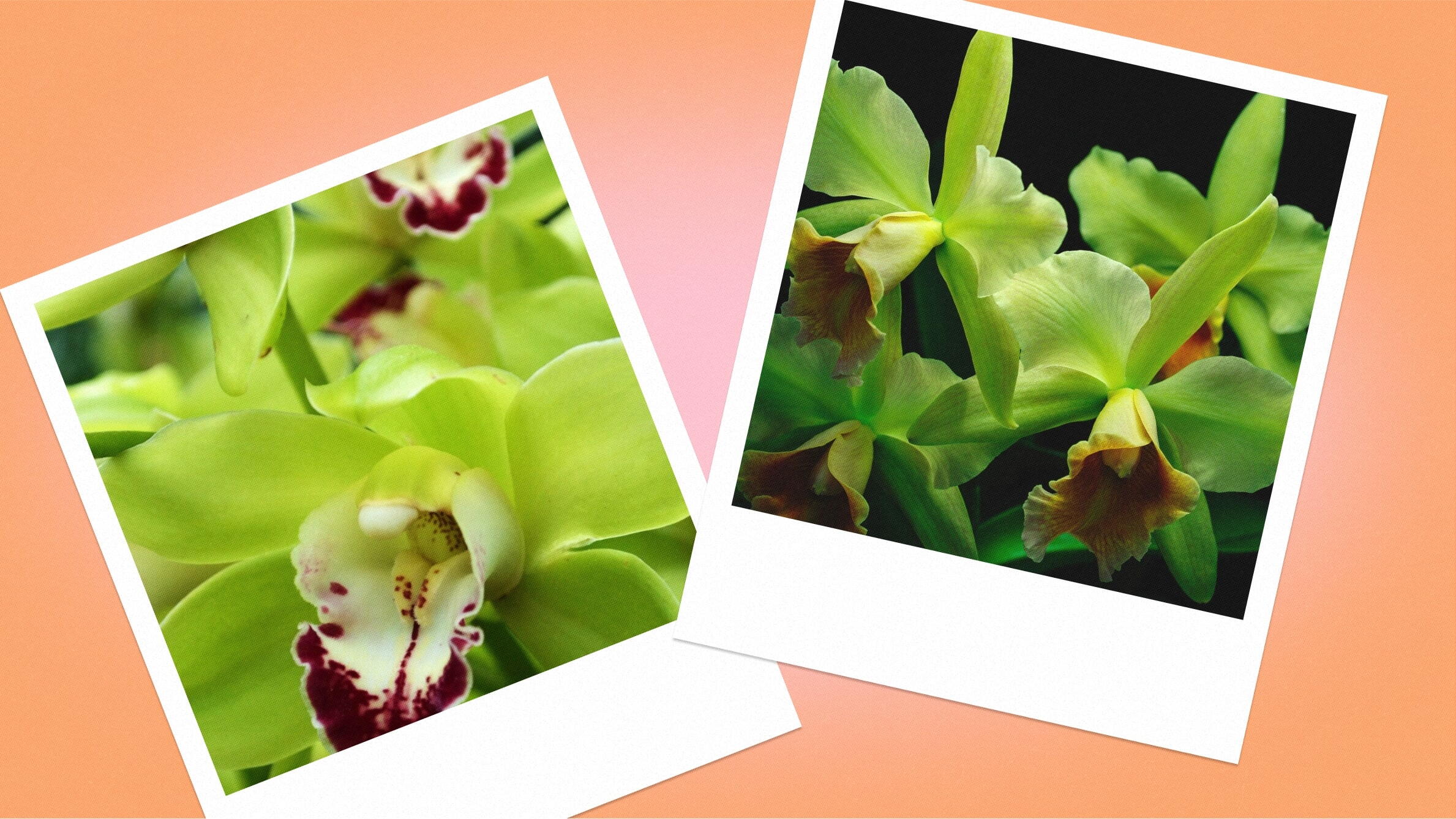 Green orchid meaning