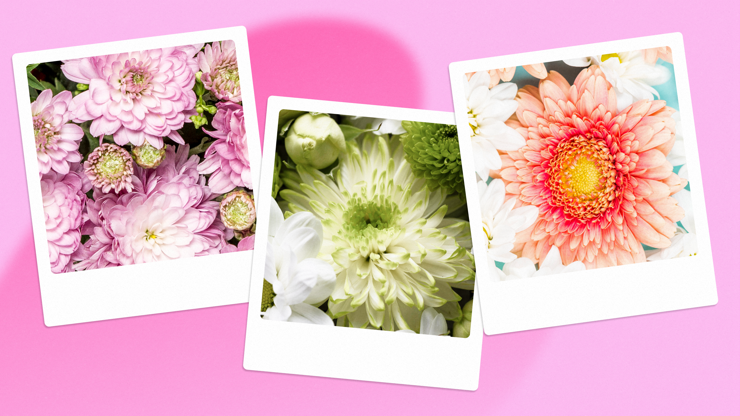 The symbolism of chrysanthemum colours