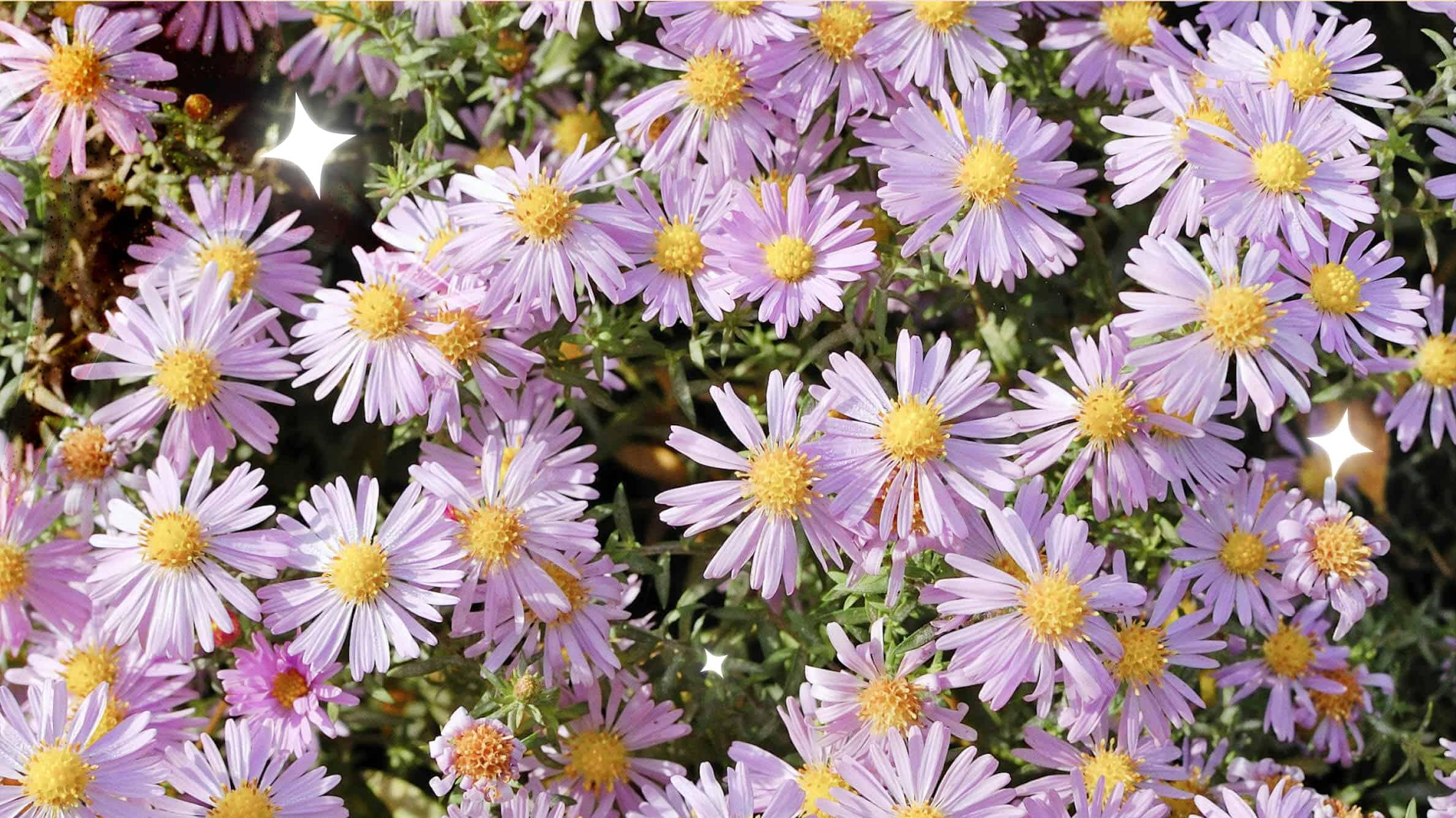 The first September birth flower: aster