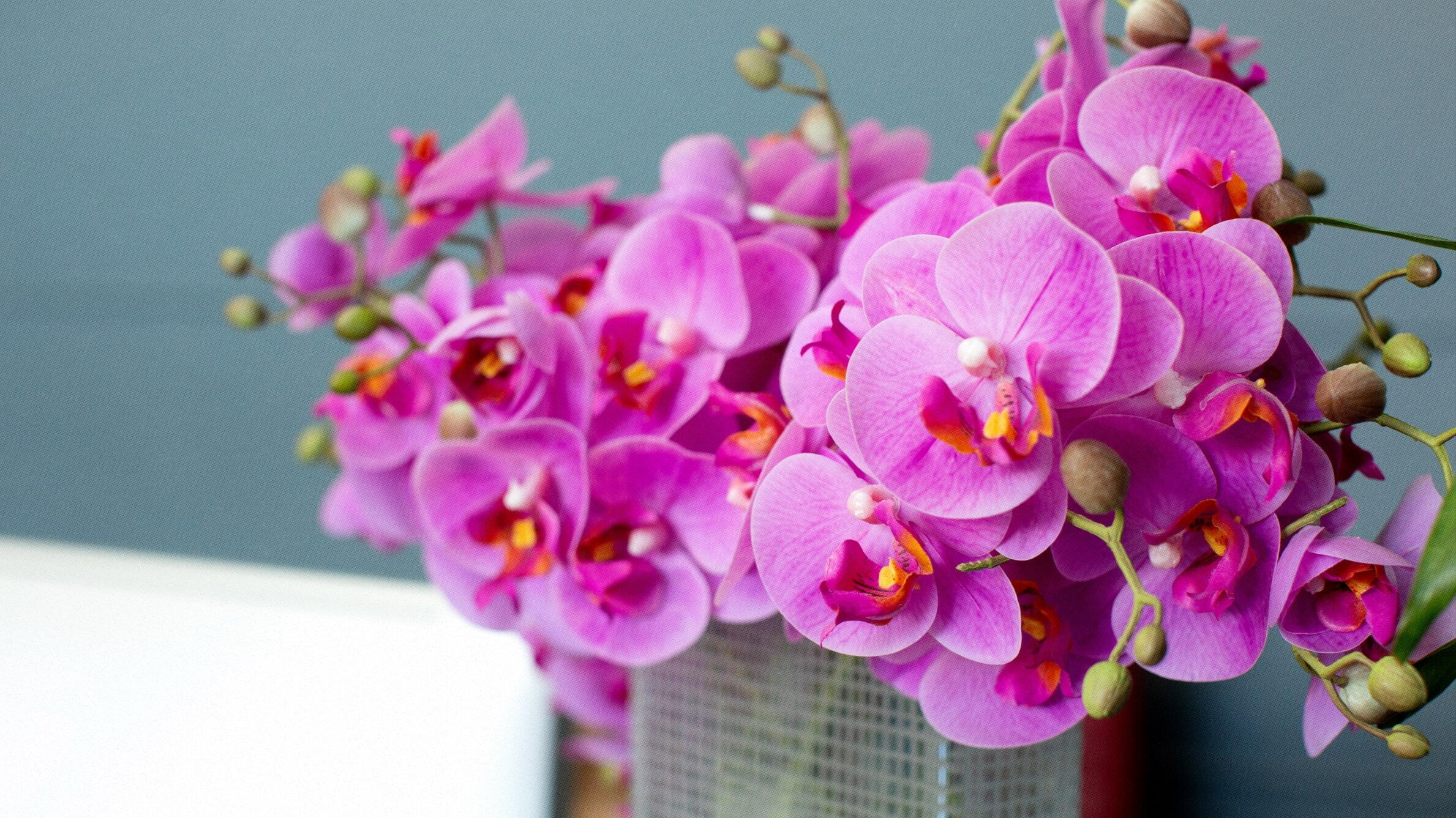 Orchids for Mothers Day