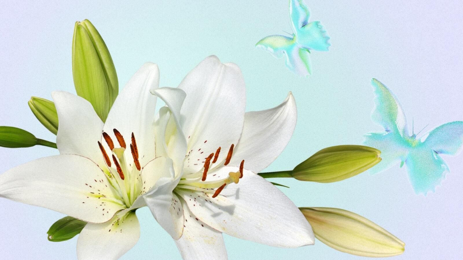 Are Lilies Perennials That Can Survive Winter?