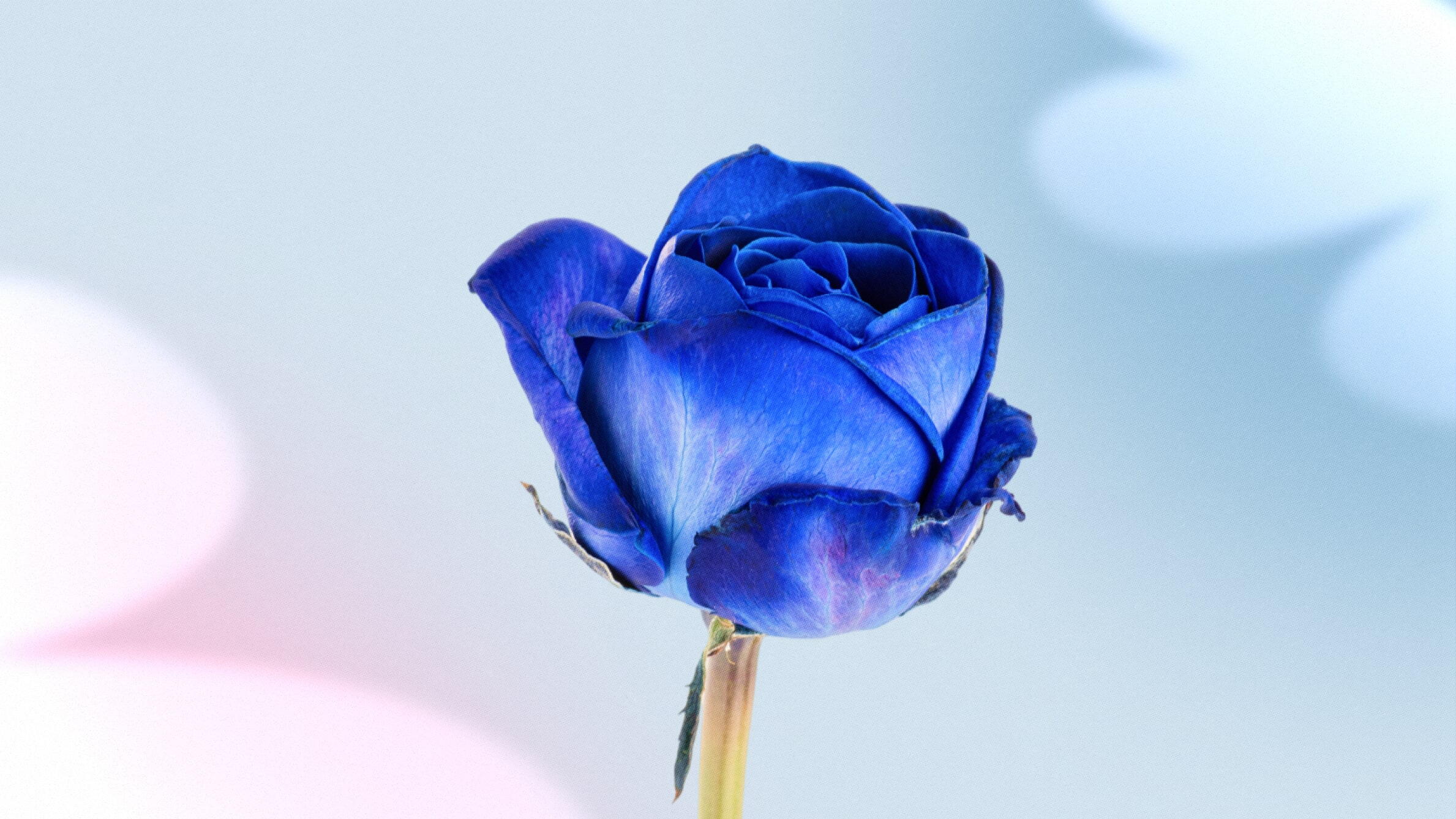 Rosas Azules