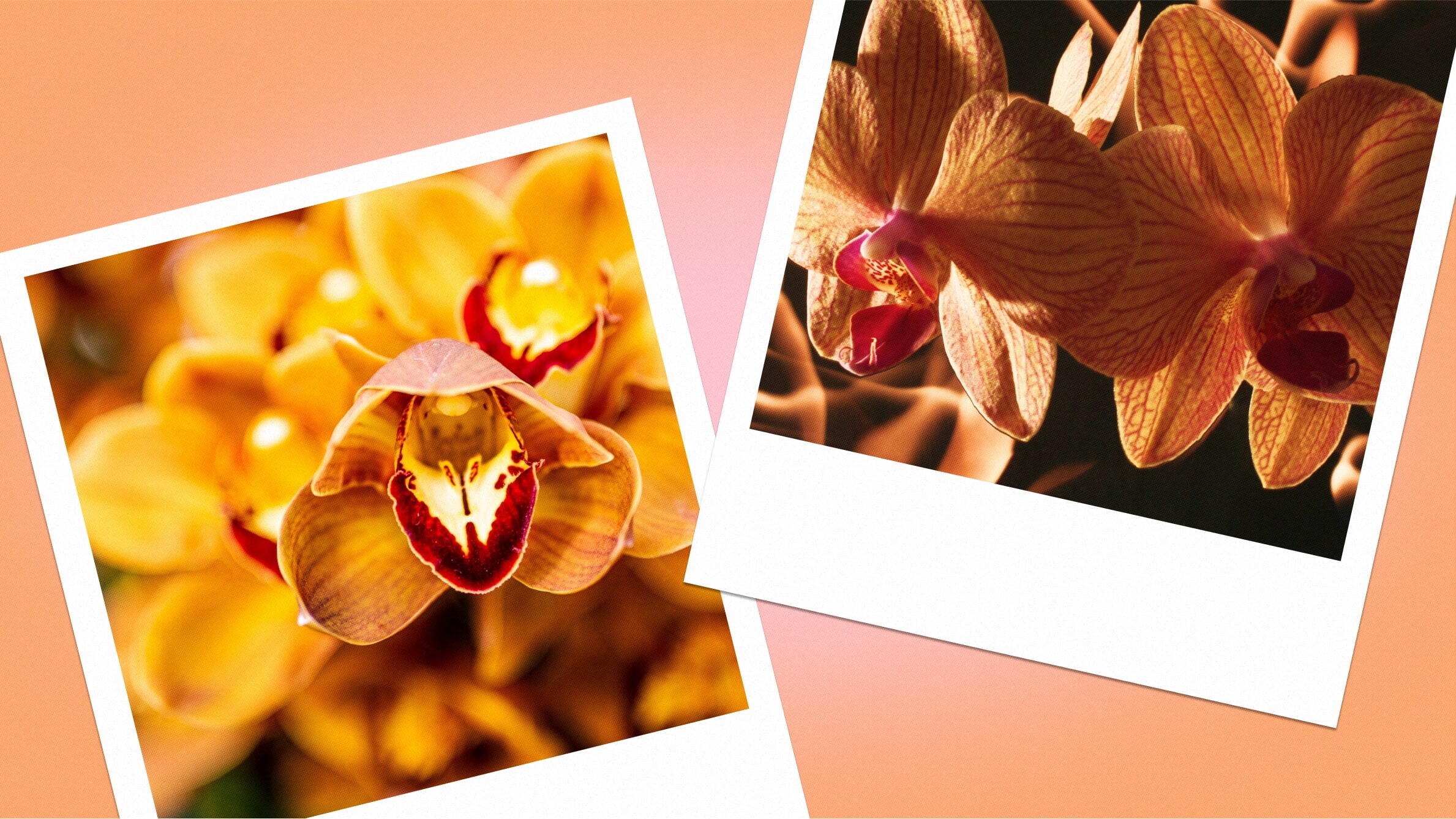 Orange orchid meaning