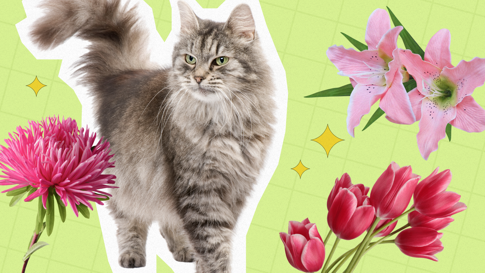 A Guide to Home Flowers and Plants Poisonous to Cats