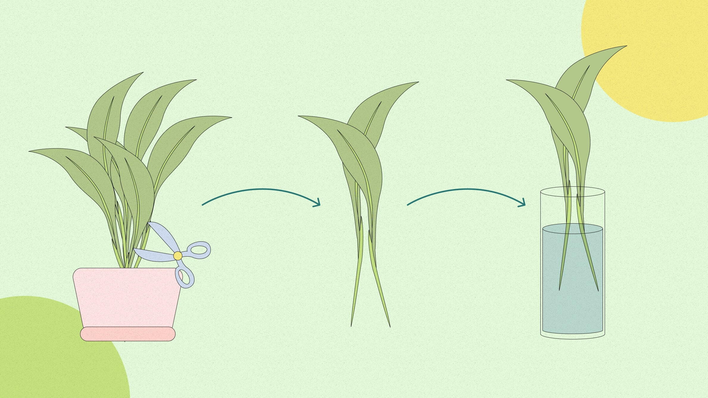 Уход в домашних условиях за экзотическим цветком – замиокулькасом?