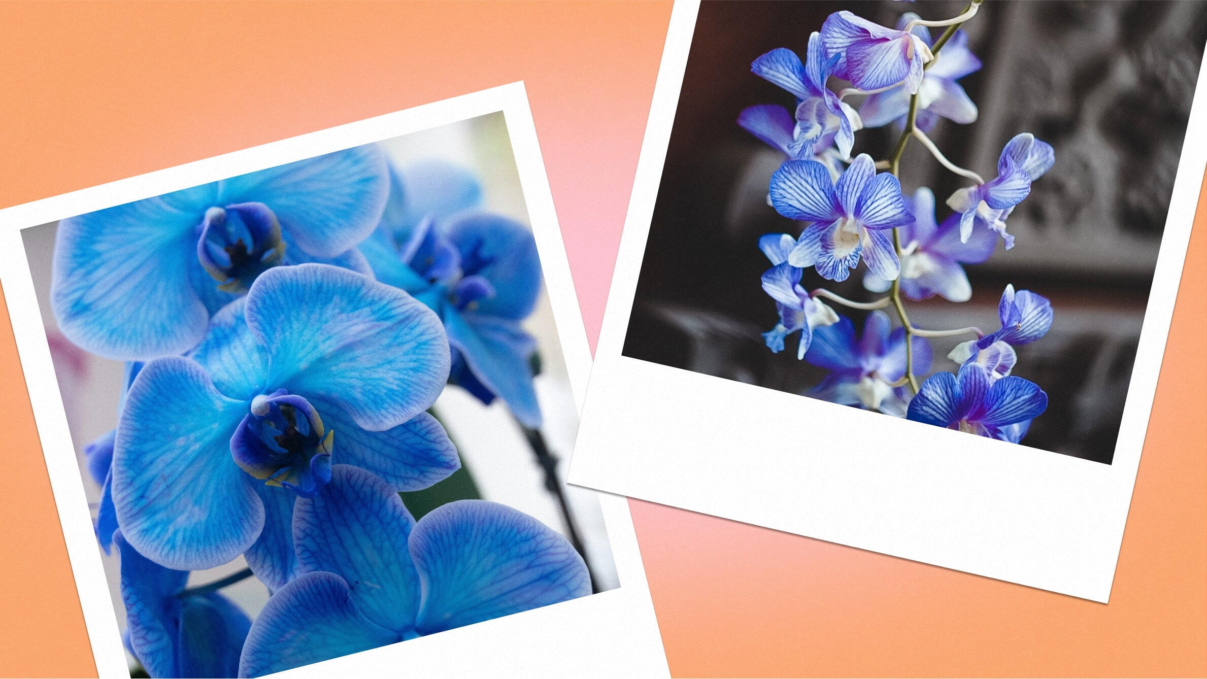 Blue orchid meaning