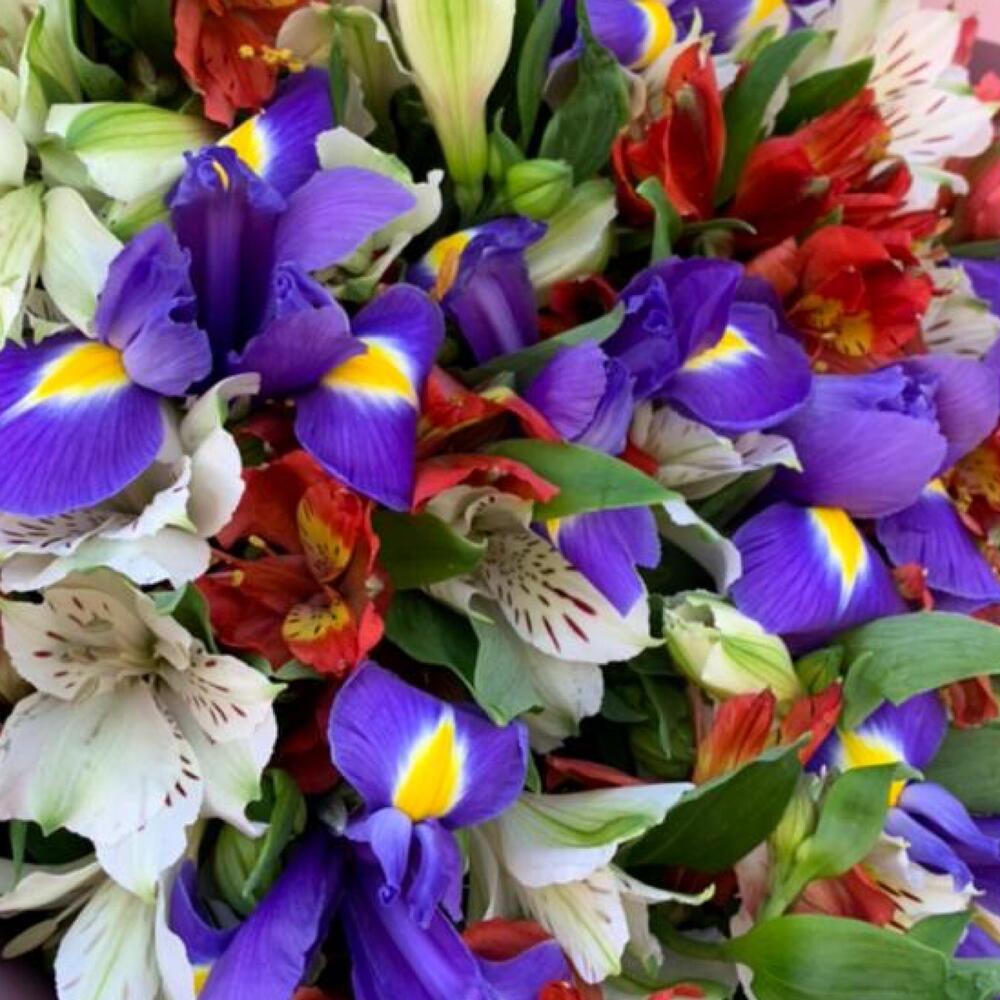 Ramo de iris y alstroemeria " Daphne»