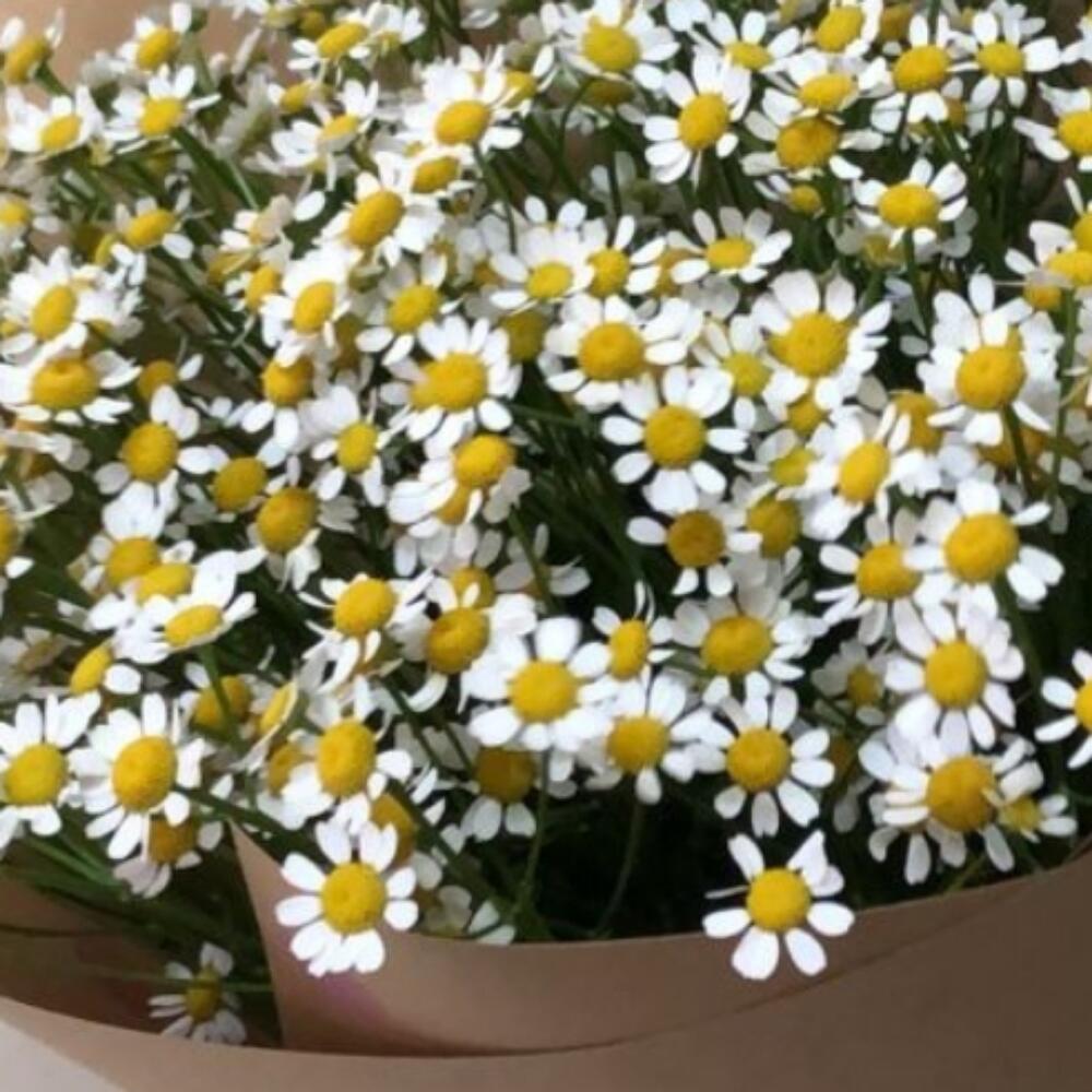 Bouquet of "daisies"