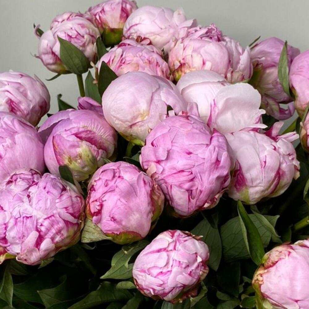 Пионы Сара 25 шт