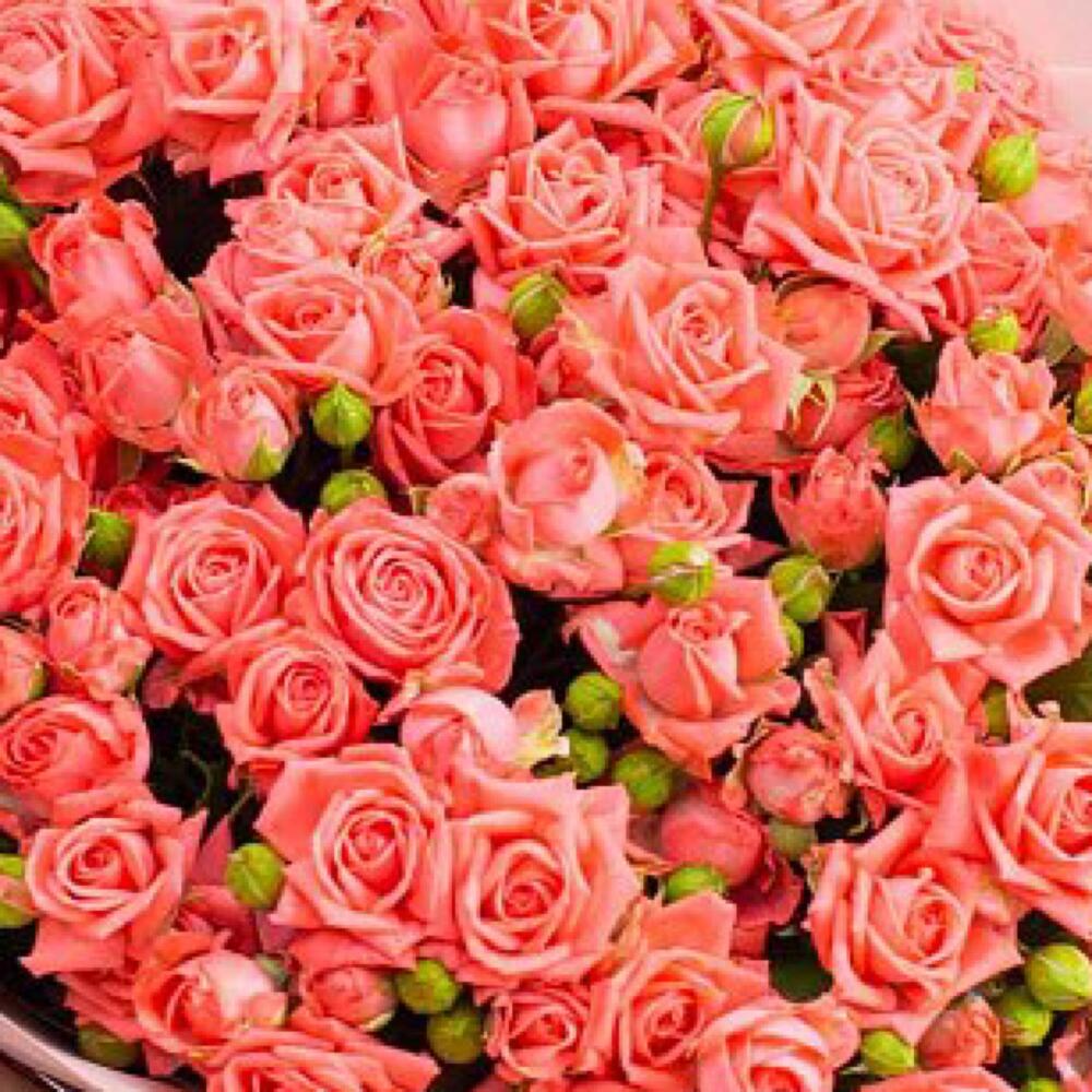 Барбадос 💝 букет с кустовыми розами