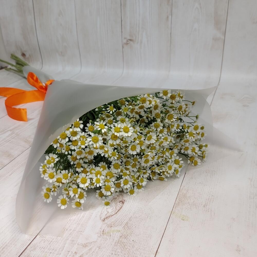 9 bush daisies Tanacetum
