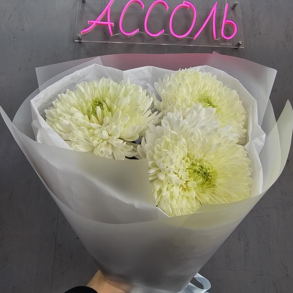 Хризантема Магнум 3