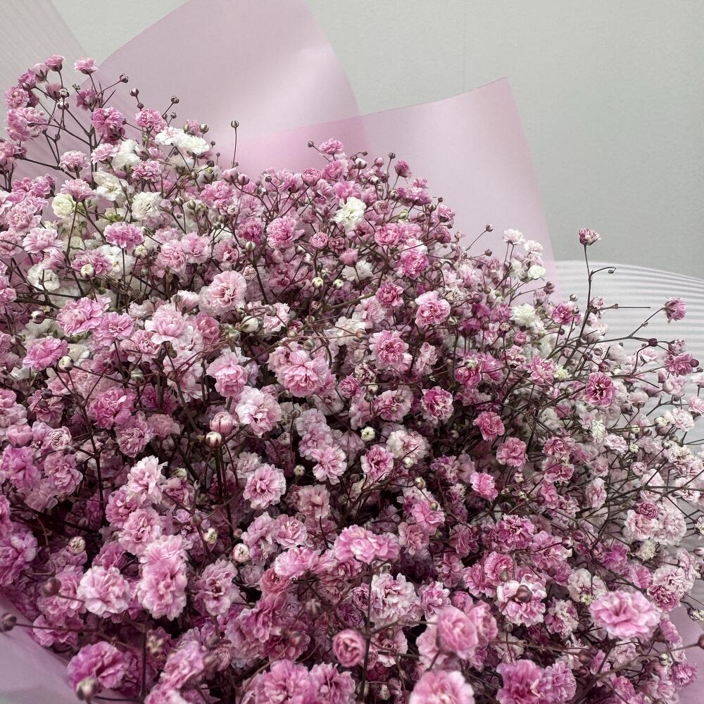 Gypsophila