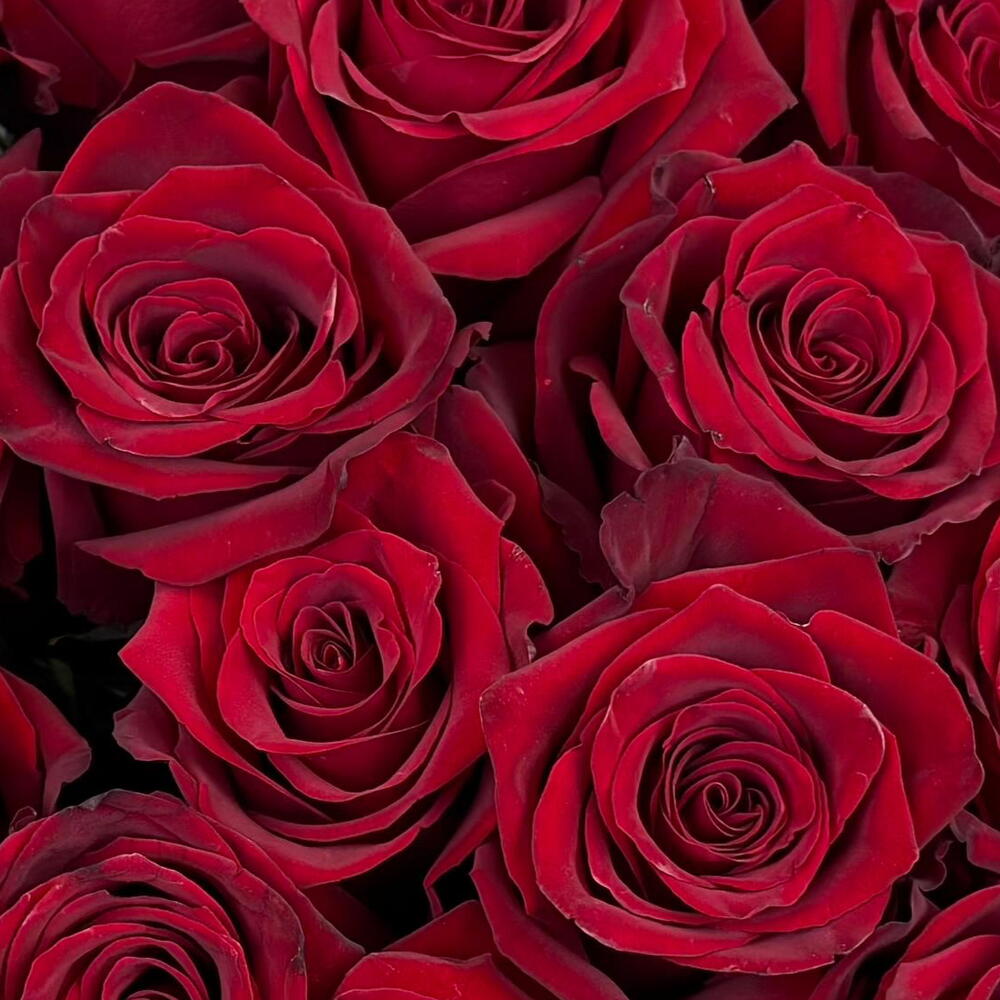 Бордовая Роза 🌹 21 шт