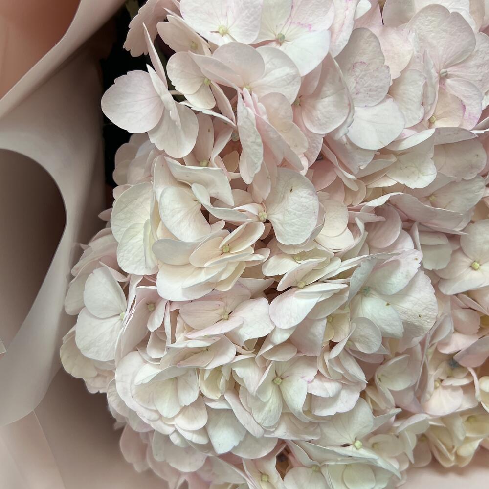 Букет гортензии 🌷