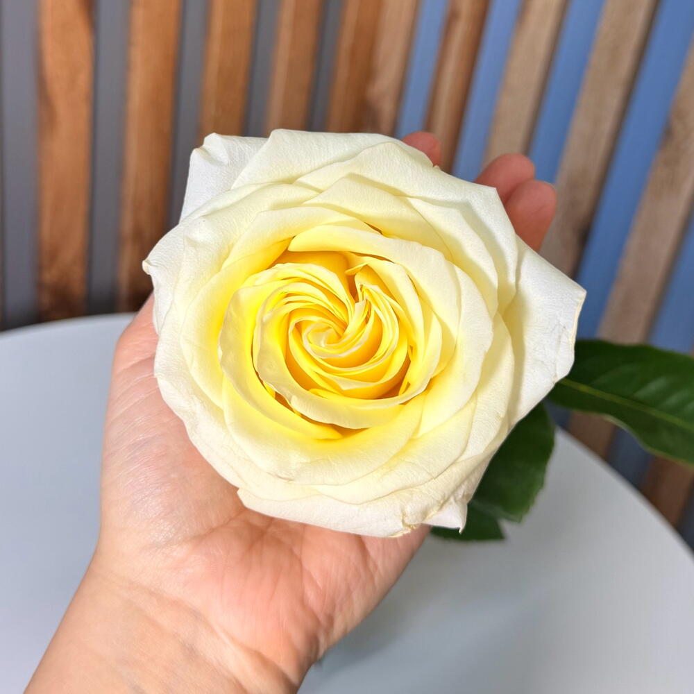 Роза кэндлайт