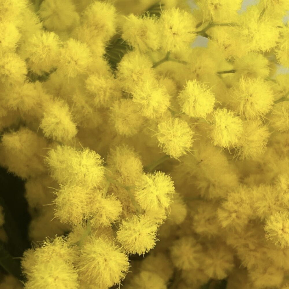 Букет из Мимозы 💛💛💛