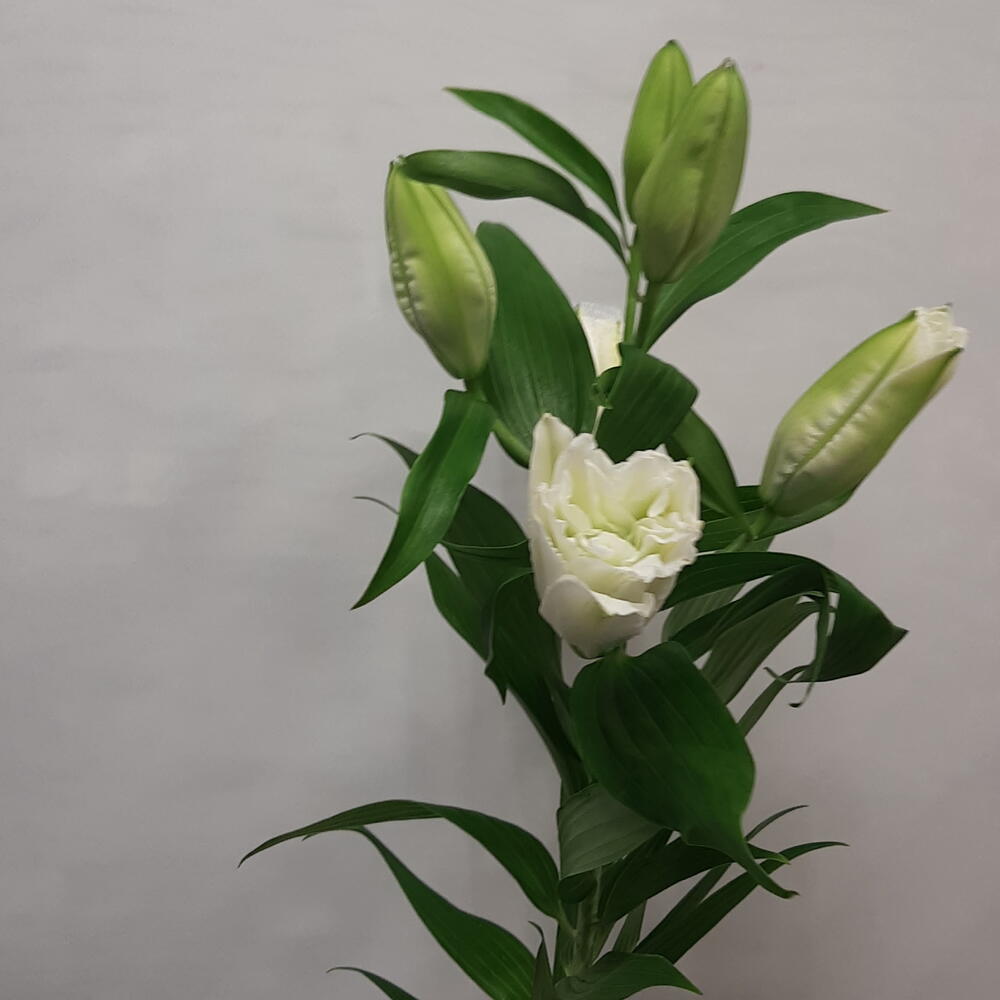 Лилия Белая