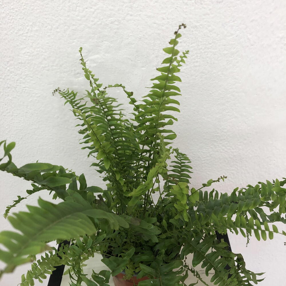 Папоротник- Нефролепис Green Lady