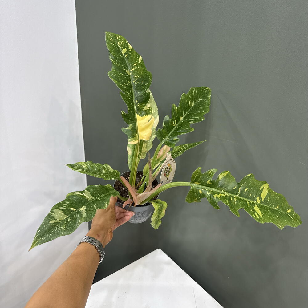 Royal Philodendron