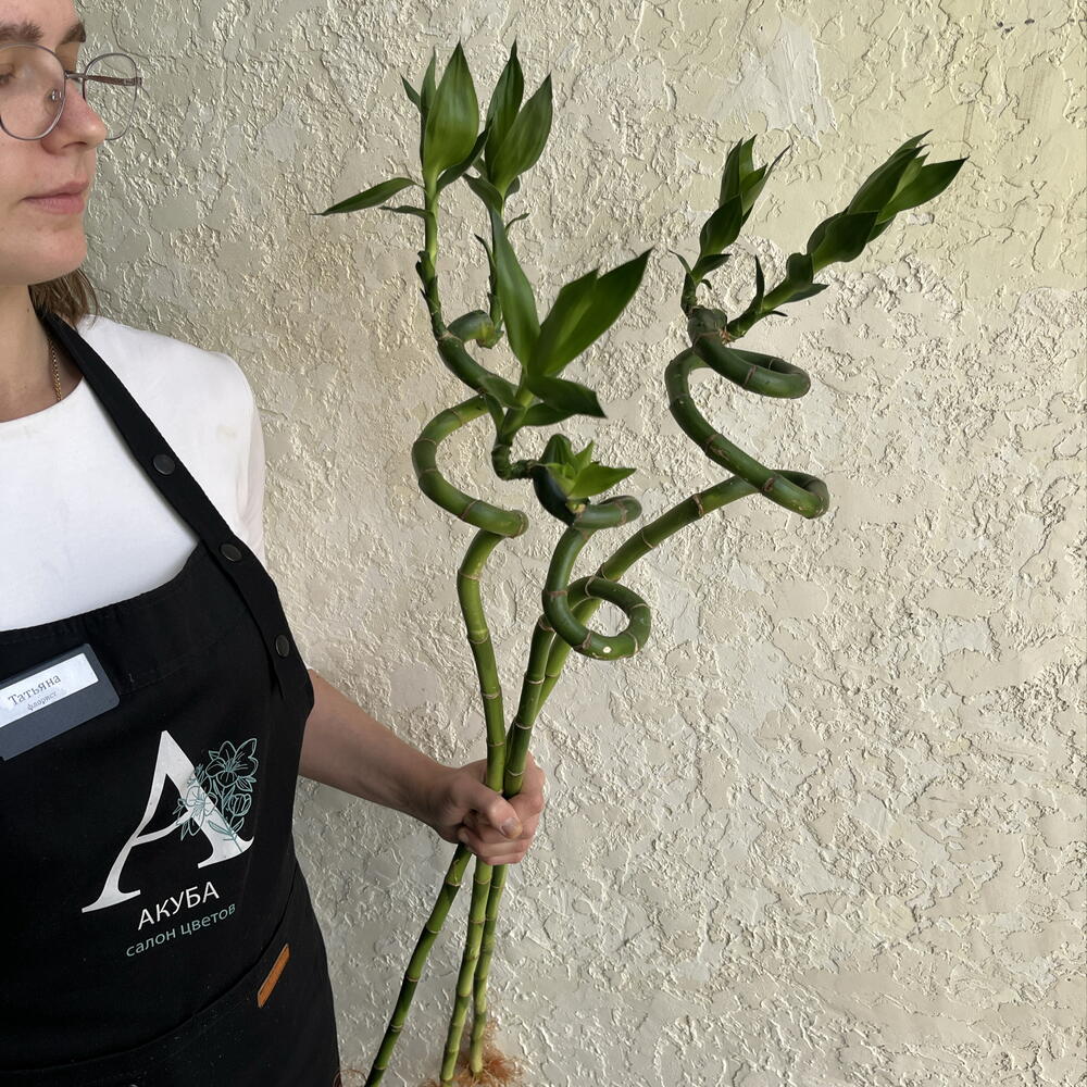 Драцена Сандера Спираль «Бамбук счастья» (Lucky Bamboo)
