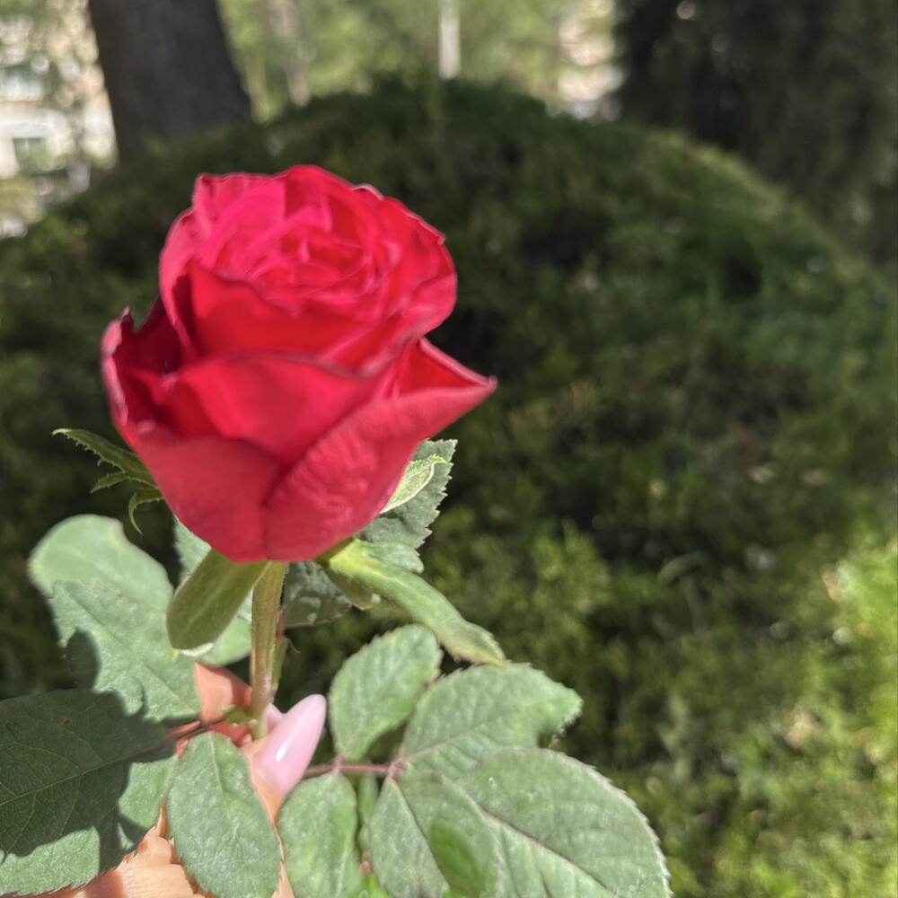 Роза малина