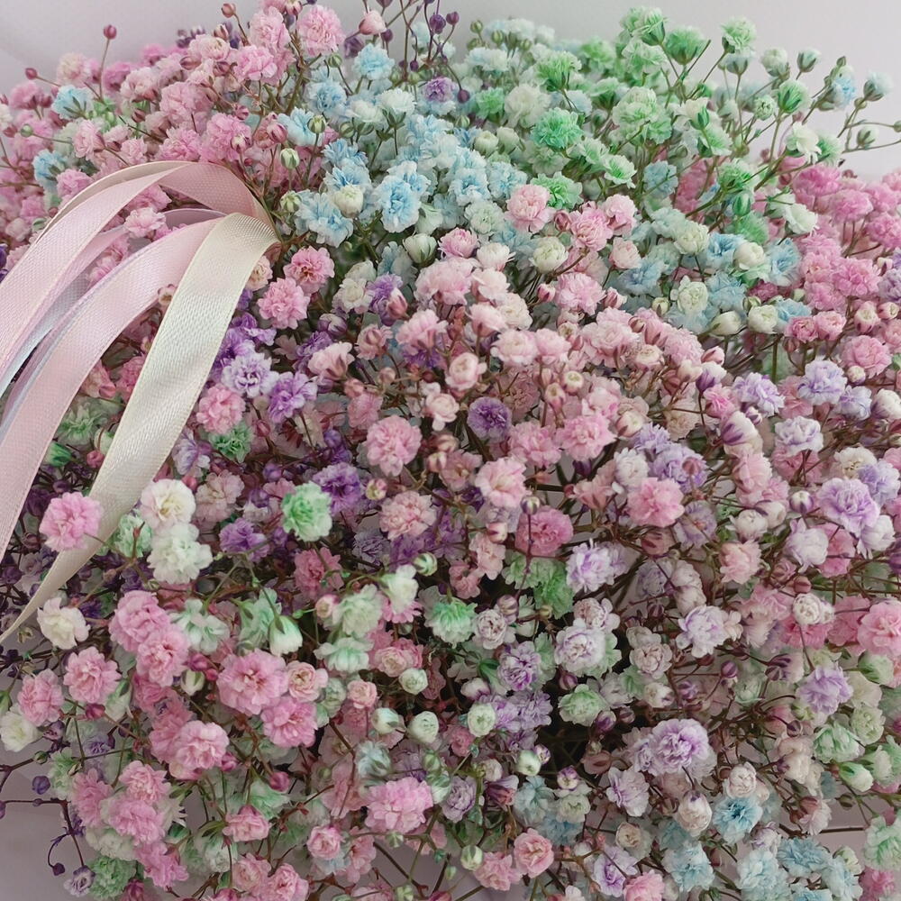 Радужная гипсофила 💜🩷🩵