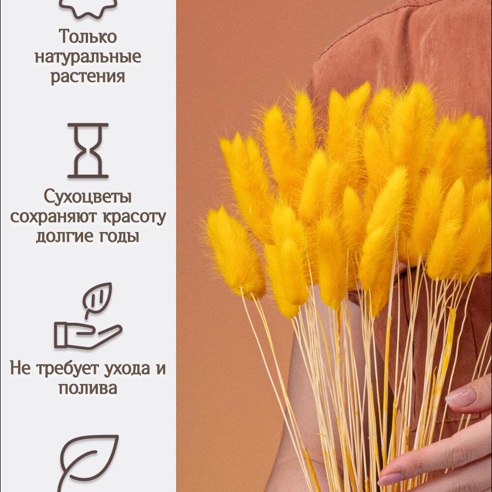 Лагурус тёмно-жёлтый 60 шт. Высший сорт. Высота 25-35 см М238