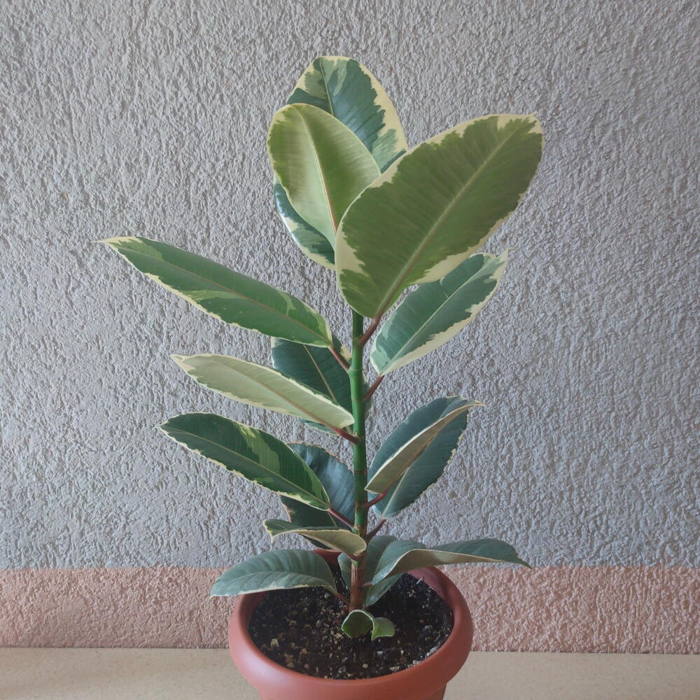 Фикус эластик Robusta