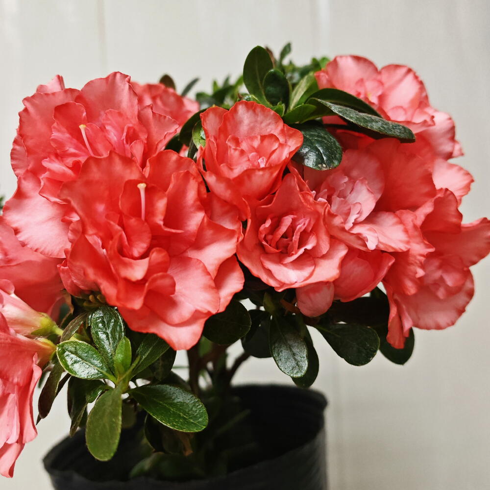 Rhododendron