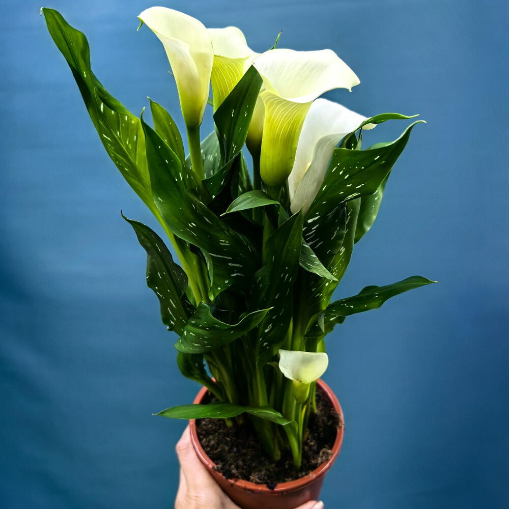 Калла