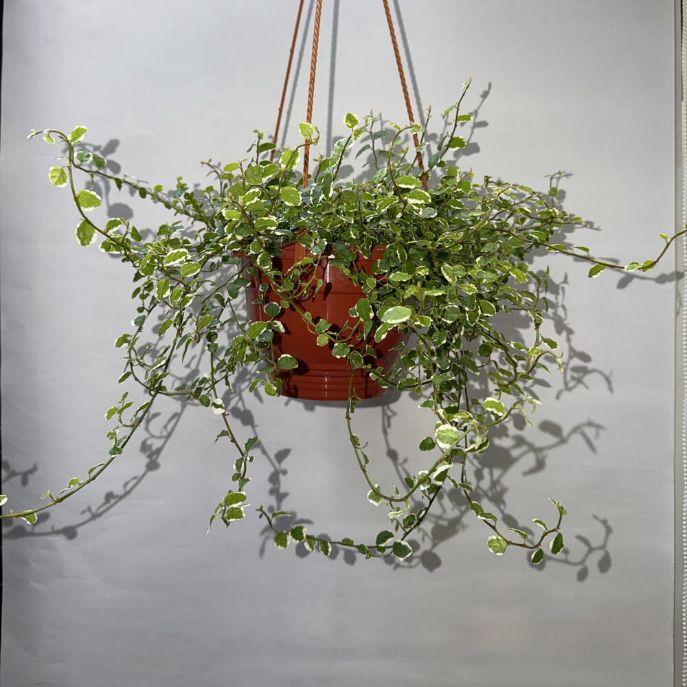 🌿 Фикус пумила Variegata