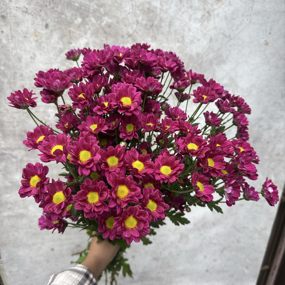 Сентябрики