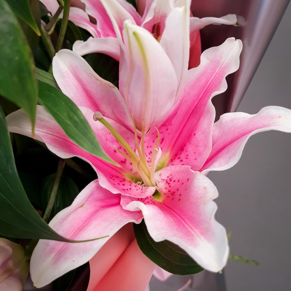 Pink Lilies