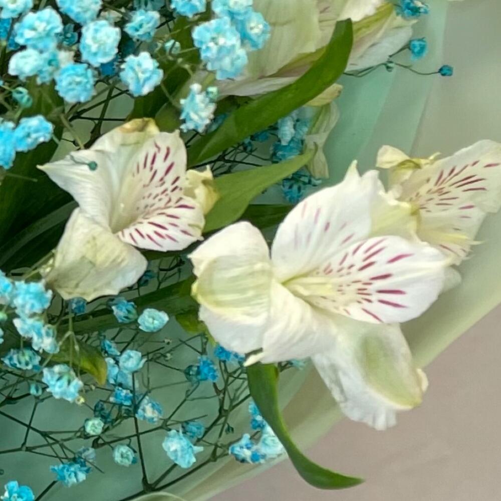 На седьмом небе💙 белые альстромерии с гипсофилой