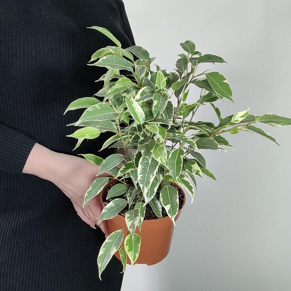 Фикус