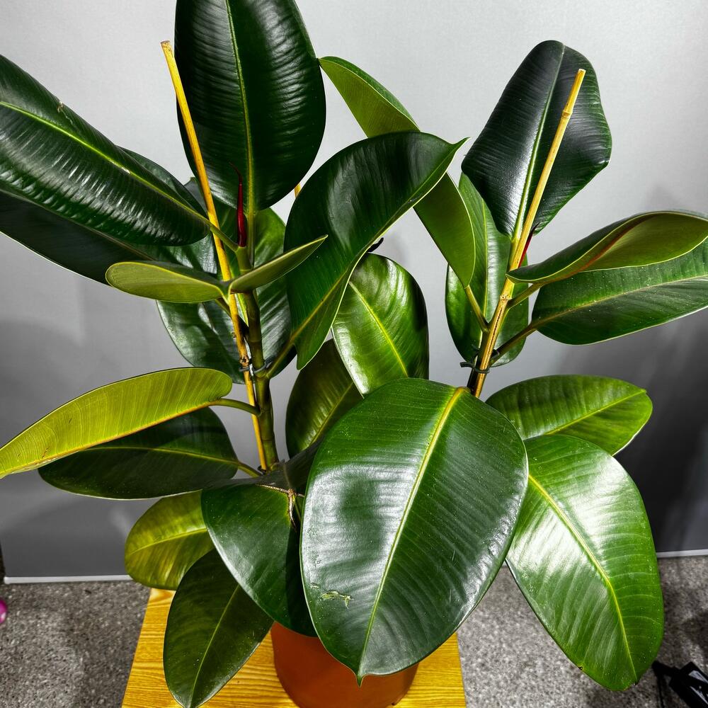 Ficus Robusta