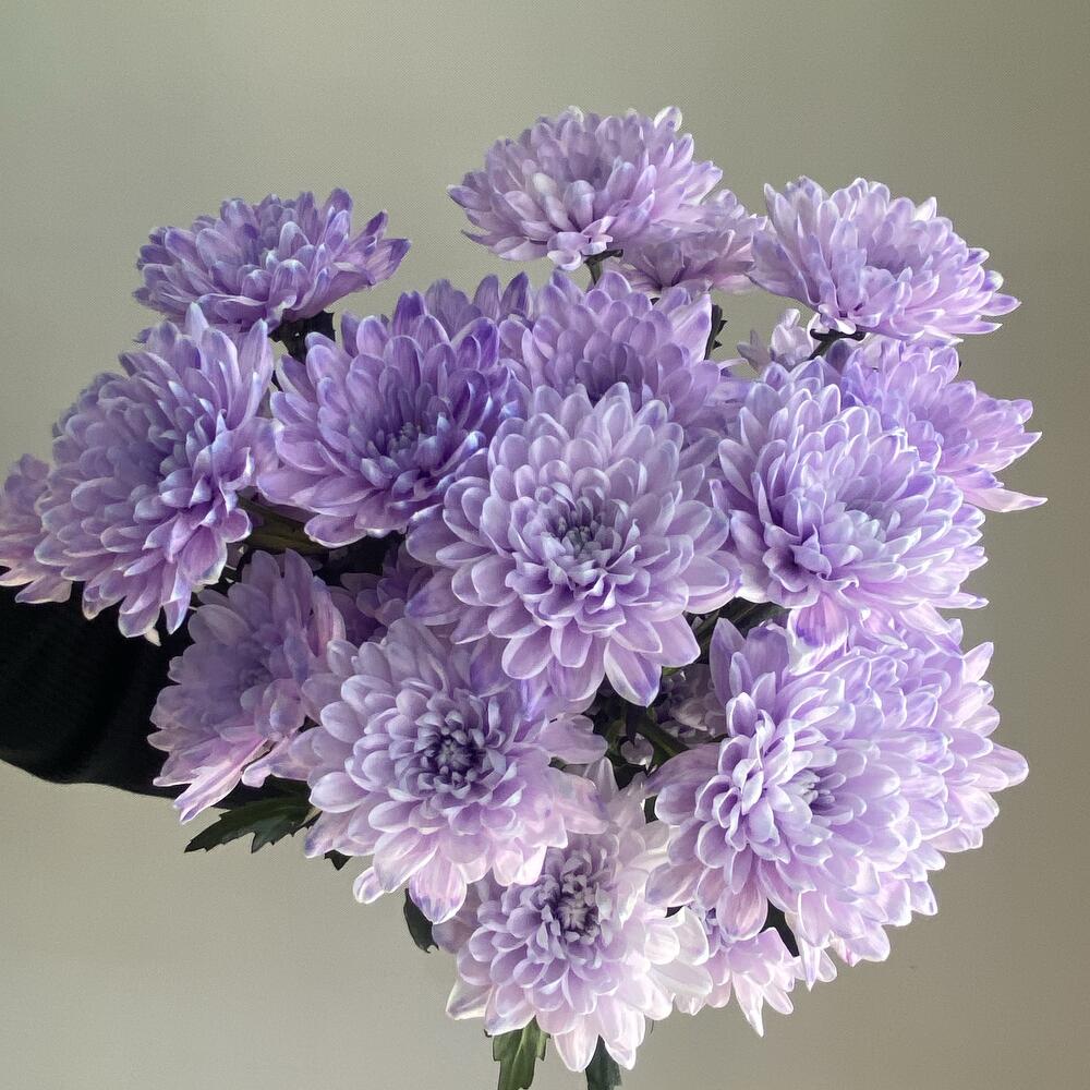 Алтай Хризантема сирень