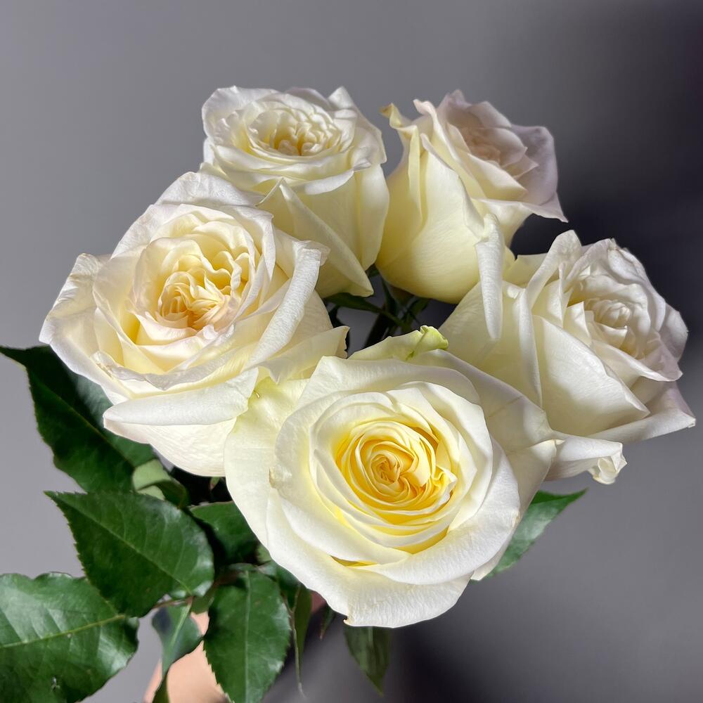🌹 Роза Кендилайт 5 шт