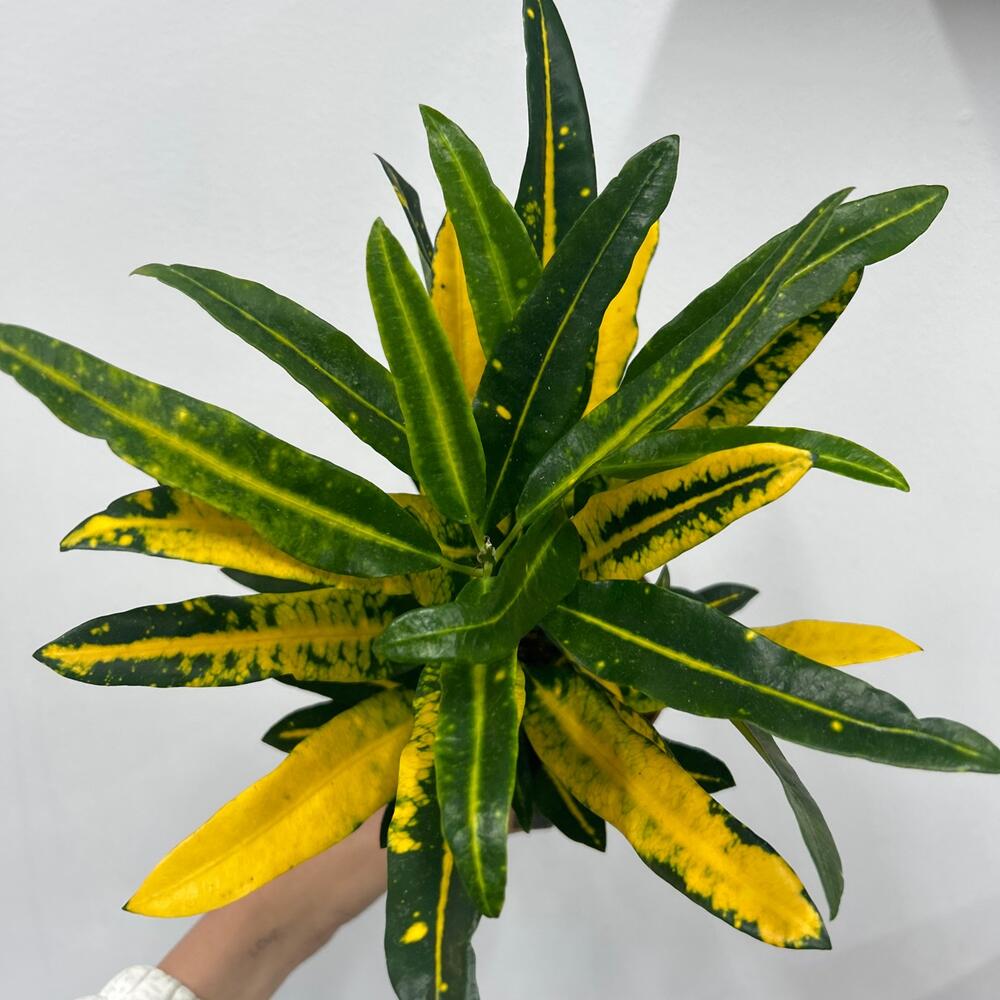 Кротон Sunny star