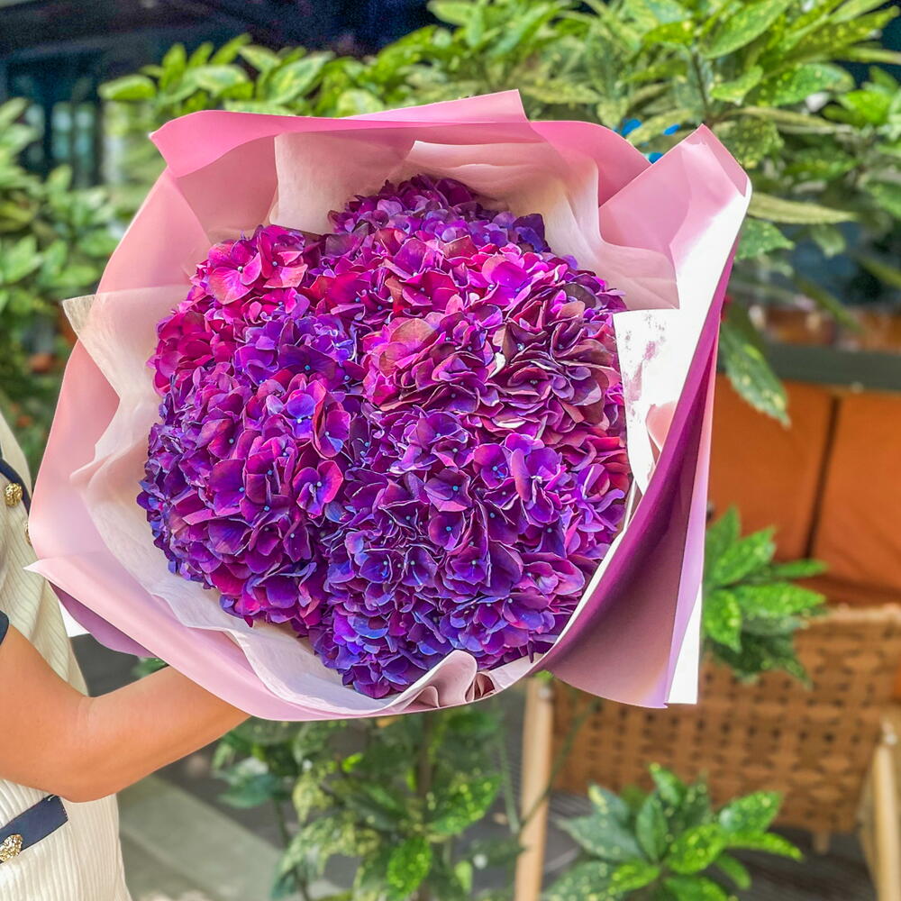 Lilac hydrangea