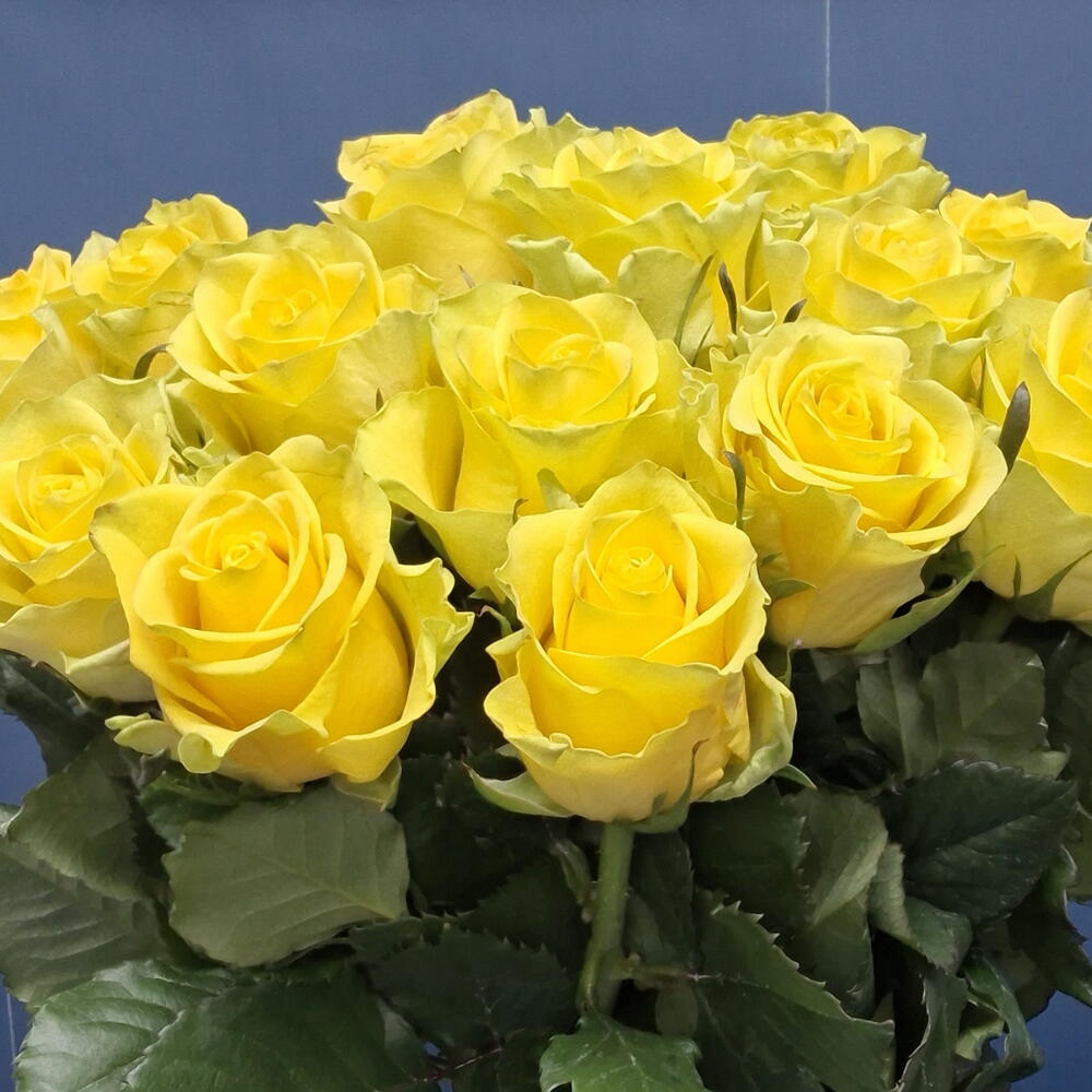 Роза жёлтая