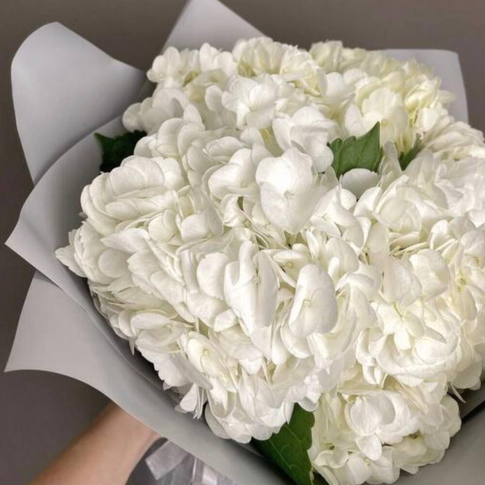 Северное сияние: гортензия белая 5