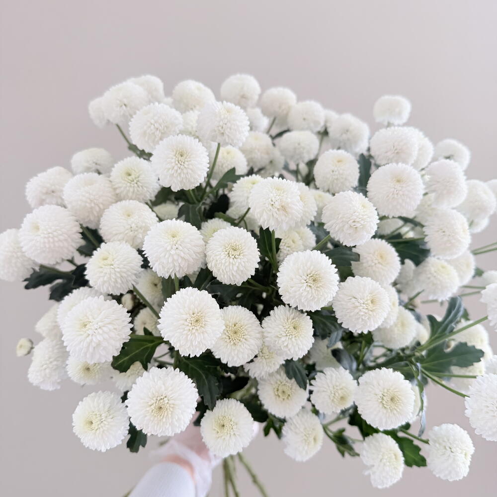 Помпон 7